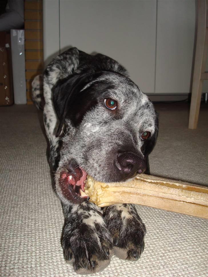 Blanding af racer Balou - Rip ???? billede 14