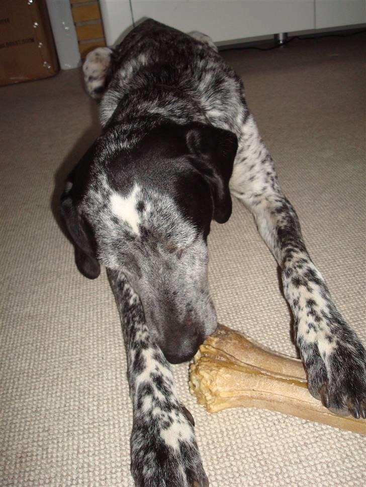 Blanding af racer Balou - Rip ???? billede 15