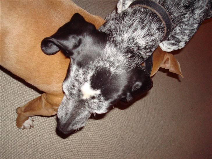 Blanding af racer Balou - Rip ???? billede 16