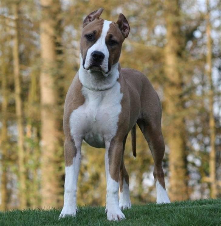 Amerikansk staffordshire terrier *SHADIE* - 7 mdr billede 12