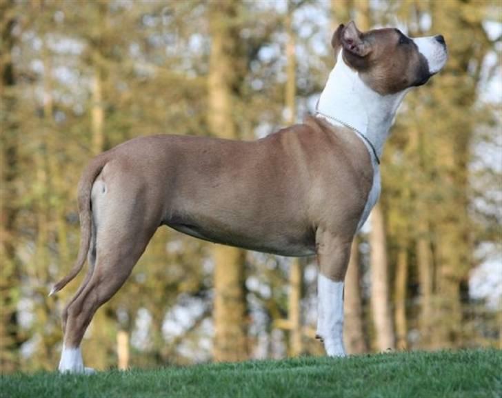 Amerikansk staffordshire terrier *SHADIE* - 7 mdr billede 13