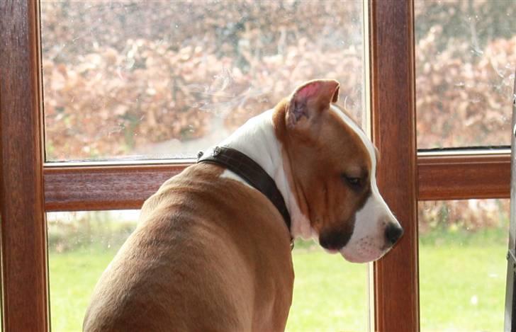 Amerikansk staffordshire terrier *SHADIE* billede 14