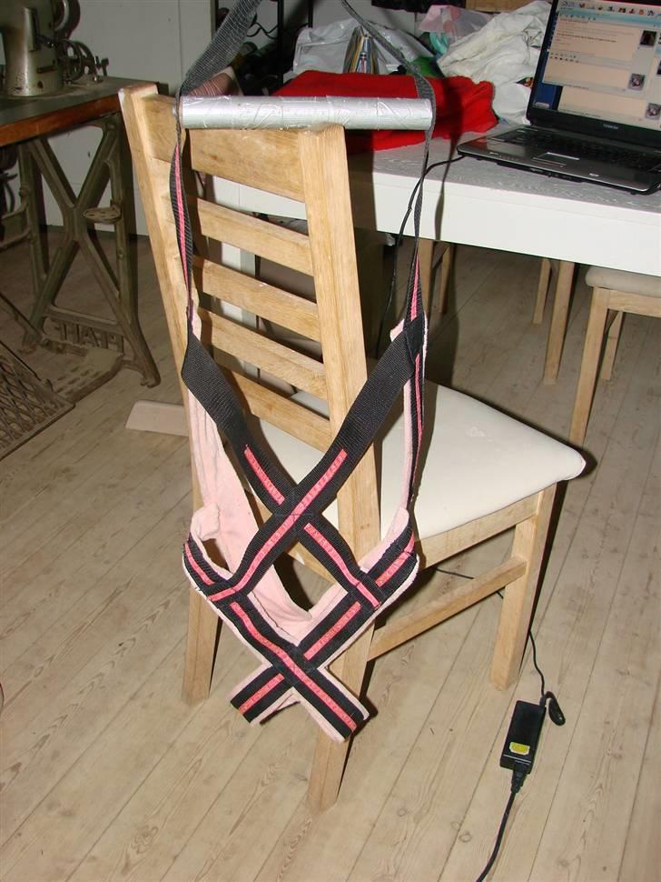 Amerikansk bulldog Nemo billede 16