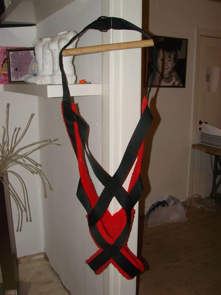 Amerikansk bulldog Nemo billede 19