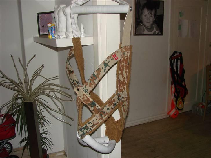 Amerikansk bulldog Nemo billede 20