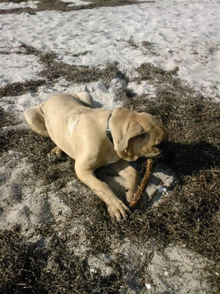 Dogo canario Corax - Pinden er rigtig god  billede 5