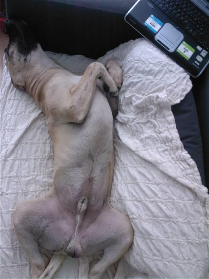 Dogo canario Corax - fylde kan jeg også godt =P billede 6