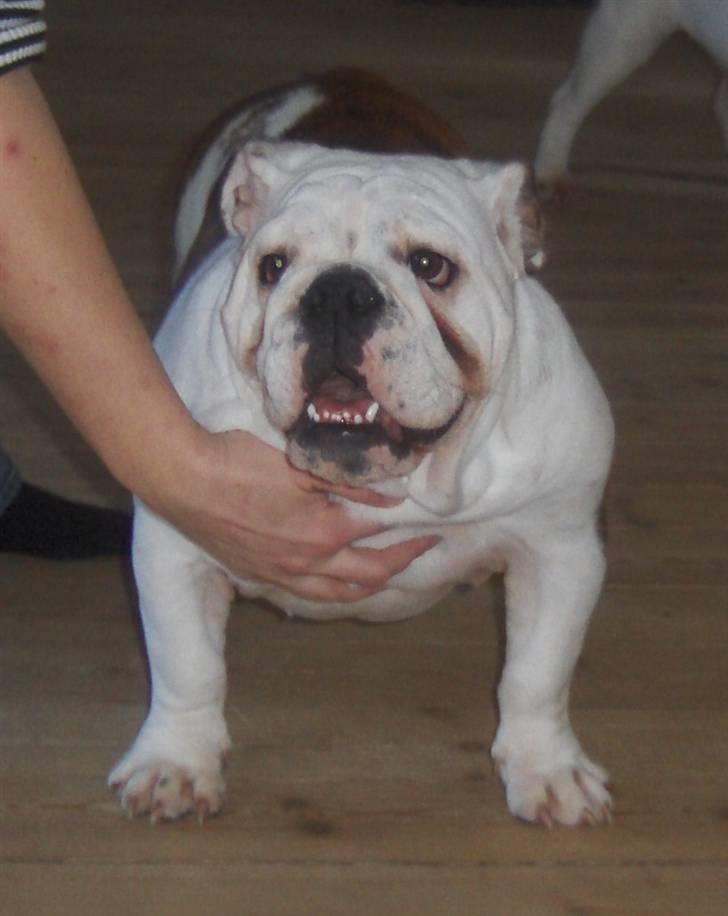 Engelsk bulldog Bellis - Jeg prøver virkelig at stå.. billede 1