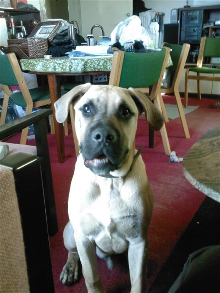 Dogo canario Corax billede 7