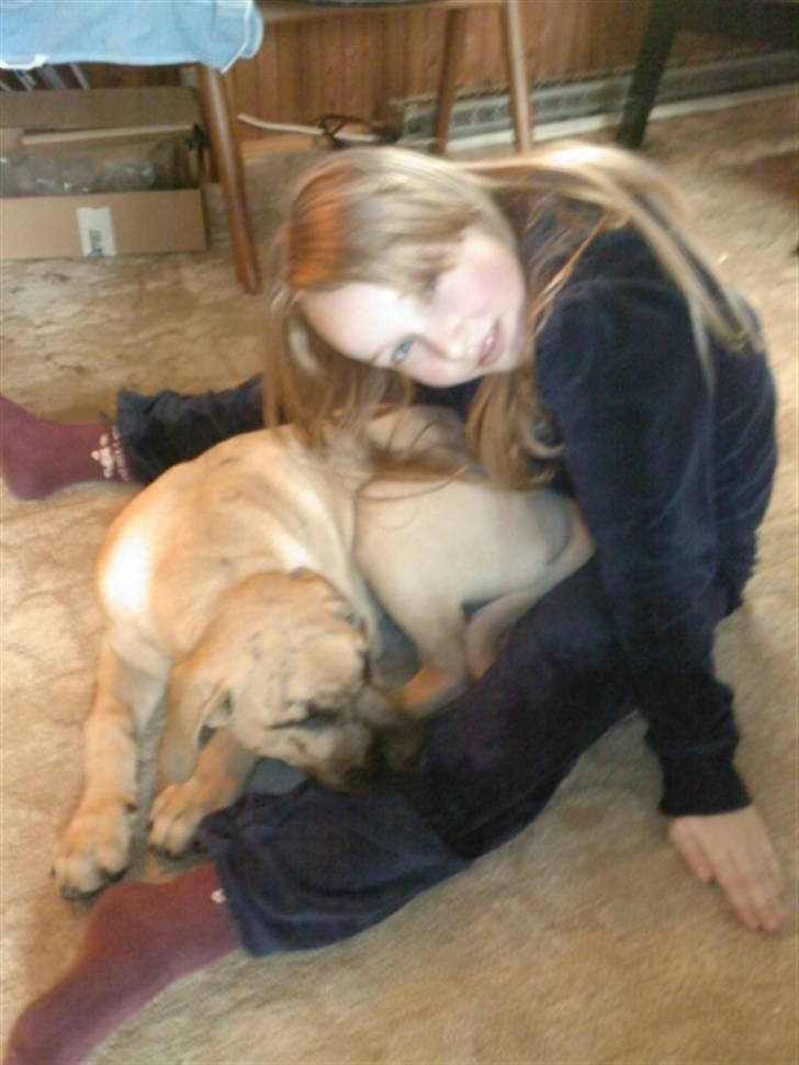 Dogo canario Corax - Ligger dejligt og putter mellem moster Lykkes ben :D billede 8