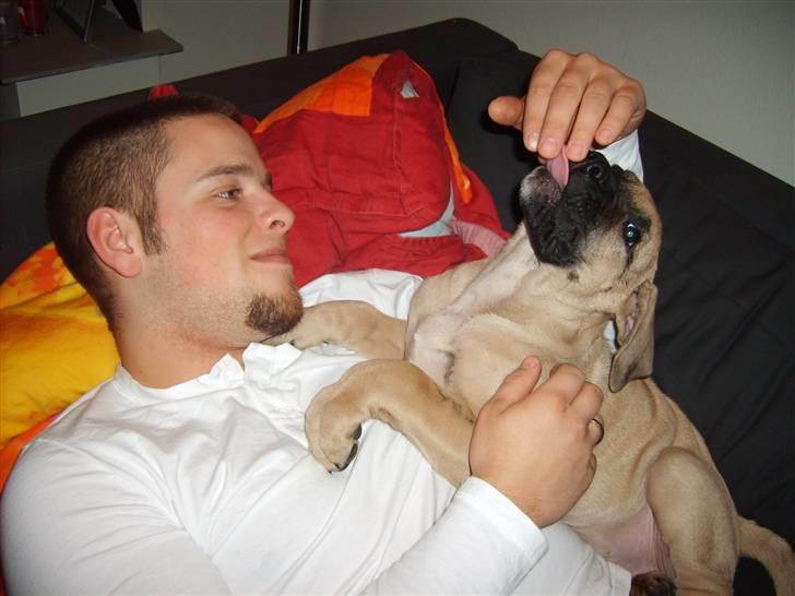 Dogo canario Corax - se hvor sød jeg er, møsser fars fingre! billede 9