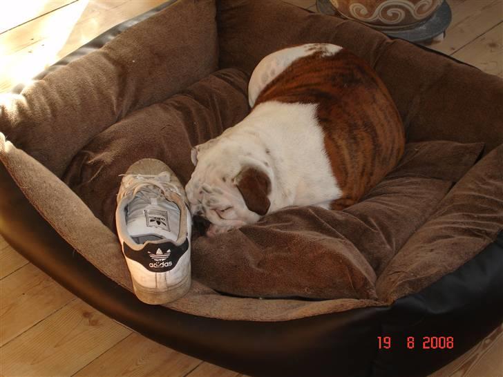 Engelsk bulldog Bellis - UPS..!!! Bare Bullie-far ikke opdager det.. billede 2