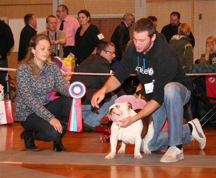 Engelsk bulldog Bellis - Jeg sagde det jo.. Jeg er den bedste.. I hvert fald af hvalpene.. Bedste Hvalp på juleudstilling 2008 billede 3