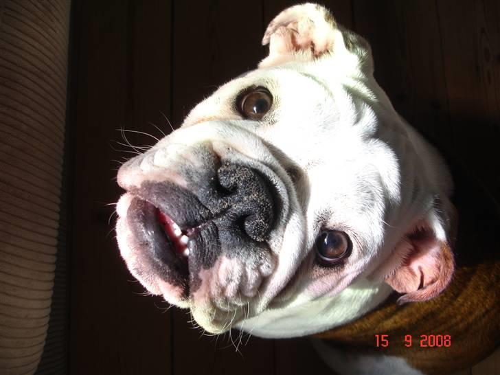 Engelsk bulldog Bellis - Hej... Hvem stirrer vi på..?? billede 4