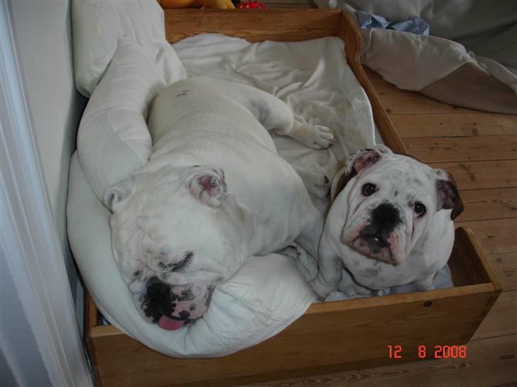 Engelsk bulldog Bellis - Hvorfor sover han altid, når jeg vil lege?? billede 5