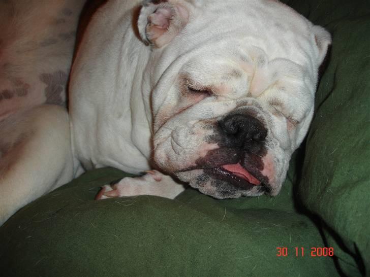 Engelsk bulldog Bellis - Det er skønt at sove sammen med Bacon.. billede 6