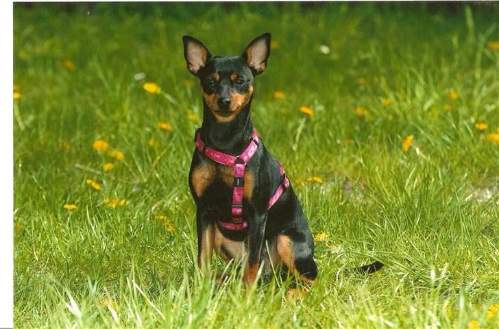 Dvaergpinscher Baby Neela *Kiwa* - kiwa ca. 6 mdr gammel til skøn som du er konkurrence. billede 20