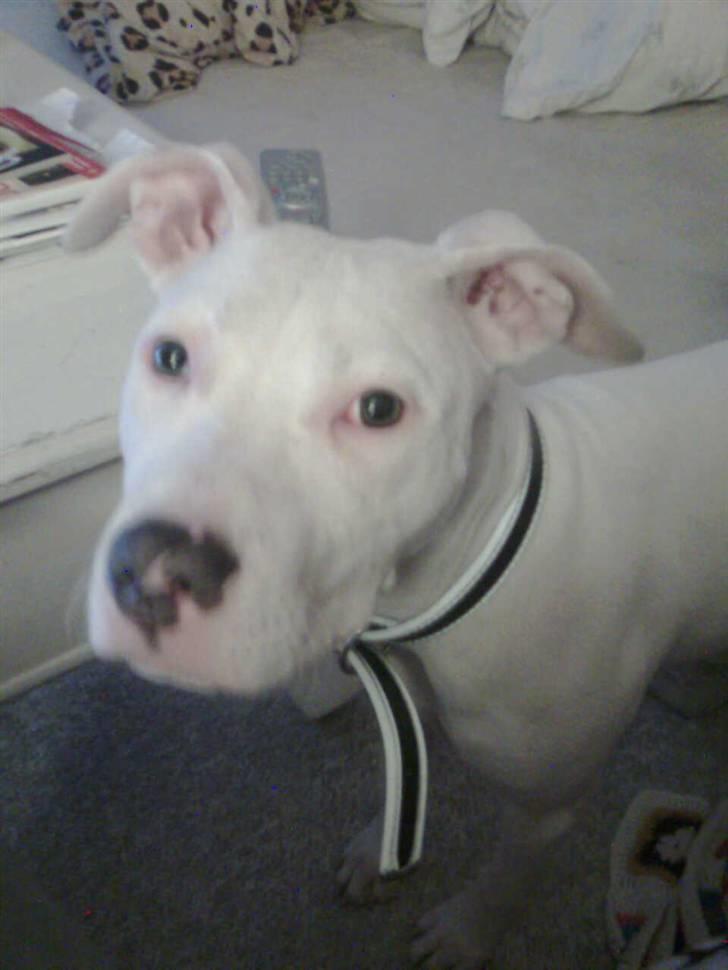 Amerikansk staffordshire terrier *bor hos min eks nu*Chica billede 1