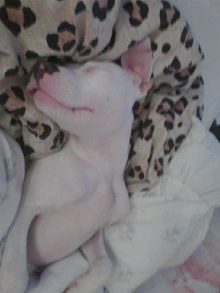 Amerikansk staffordshire terrier *bor hos min eks nu*Chica billede 2