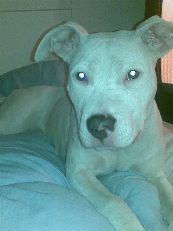 Amerikansk staffordshire terrier *bor hos min eks nu*Chica billede 3