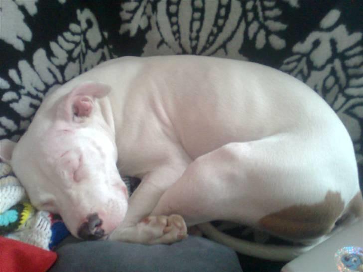 Amerikansk staffordshire terrier *bor hos min eks nu*Chica billede 4