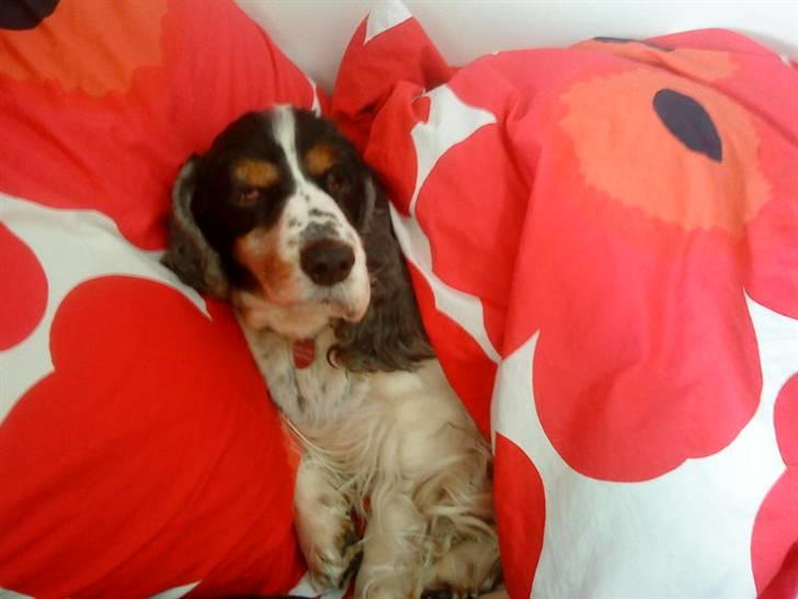 Cocker spaniel Barleys Tippe billede 15