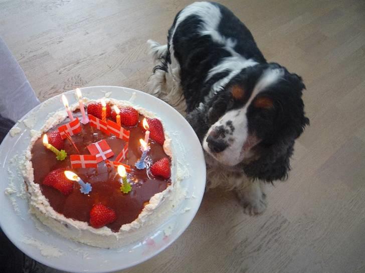 Cocker spaniel Barleys Tippe - Tippe på sin fødselsdag billede 16