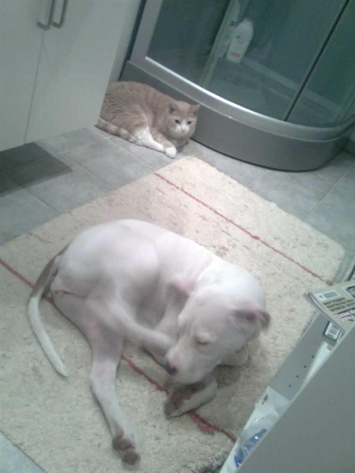 Amerikansk staffordshire terrier *bor hos min eks nu*Chica - man nyder lige gulvvarmen sammen med katten Pelle der ses i baggrunden :) billede 6