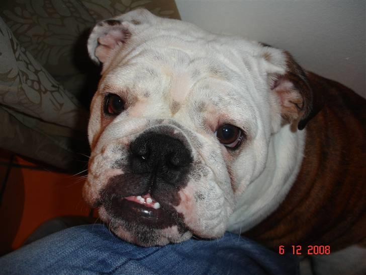 Engelsk bulldog Bellis - Er jeg ikke sød?!? billede 7