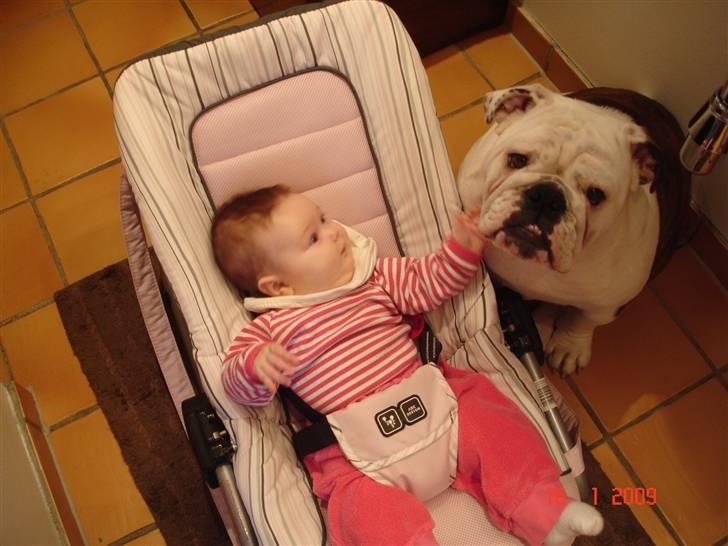 Engelsk bulldog Bellis - Jeg kan godt lide babyen... billede 8