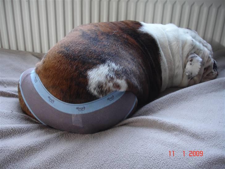 Engelsk bulldog Bellis - Man skal finde sig i meget, bare fordi man er i løbetid... billede 9