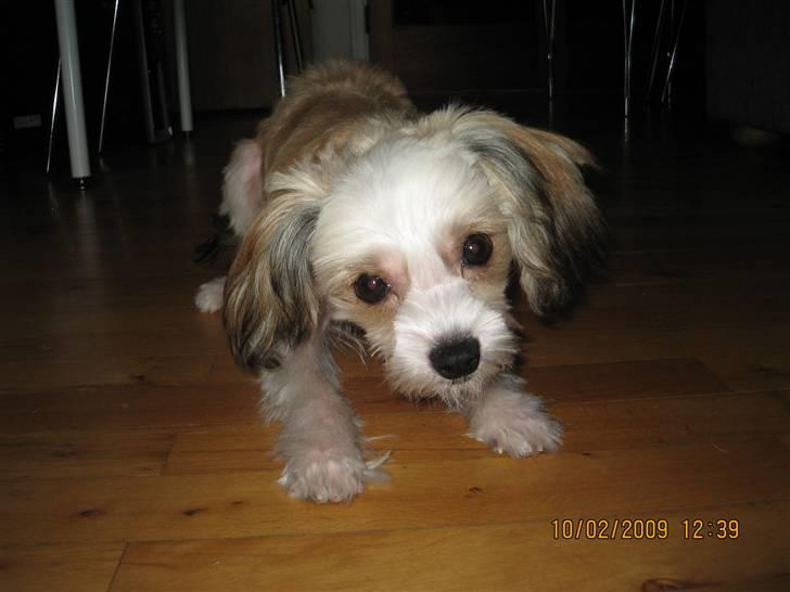 Chinese crested powder puff mille - mille 7 måneder billede 10