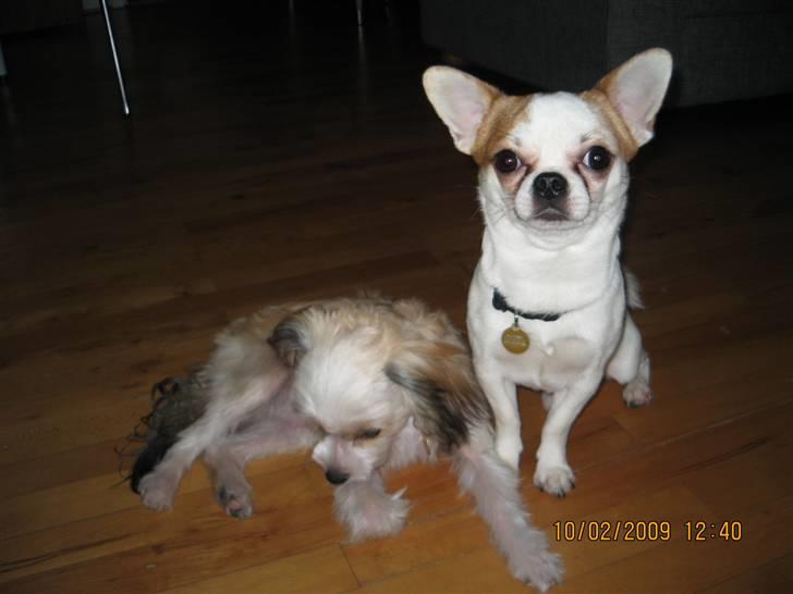 Chinese crested powder puff mille billede 11