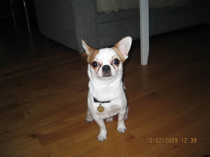 Chihuahua boo - boo 1 år og en månede billede 7