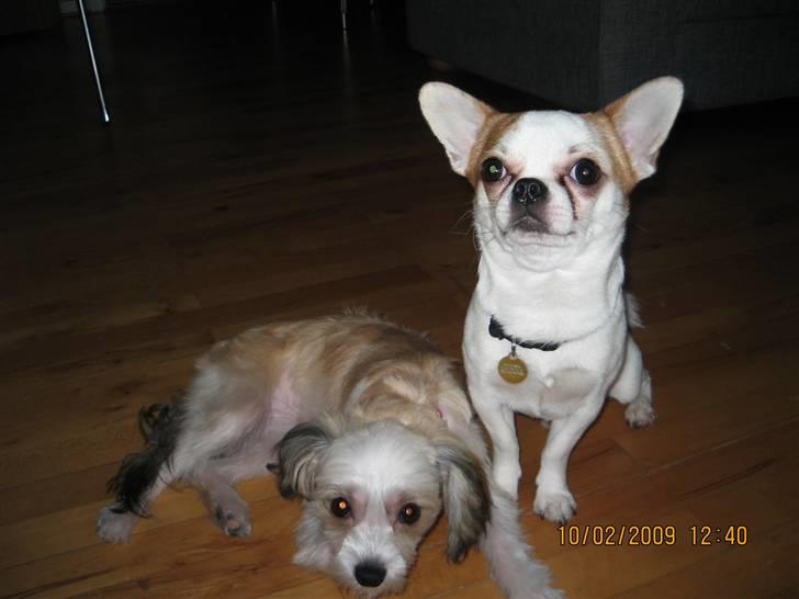 Chihuahua boo billede 8