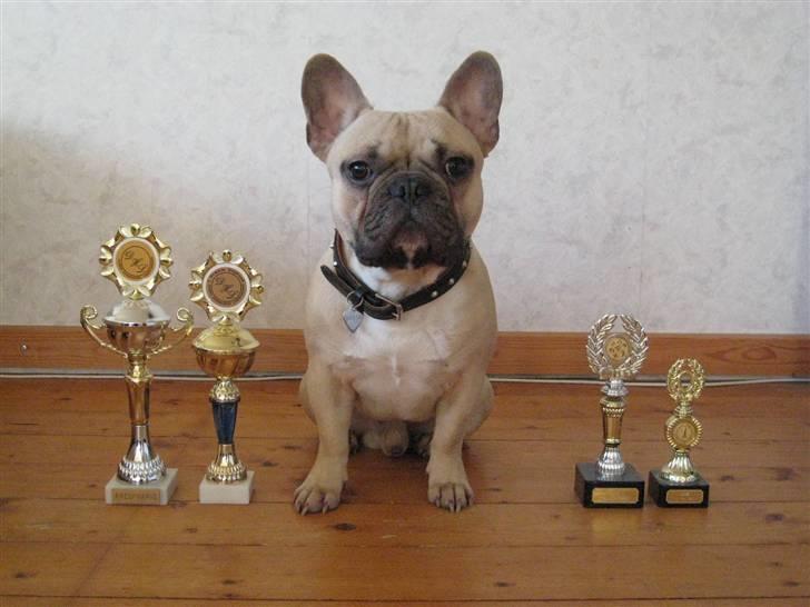 Fransk bulldog Kwark (casmiers joy) - Han sidder stolt ved sine pokaler! billede 9