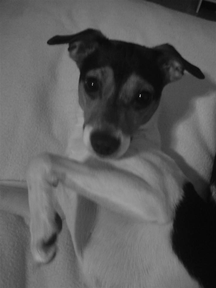 Dansk svensk gaardhund Pusle billede 16