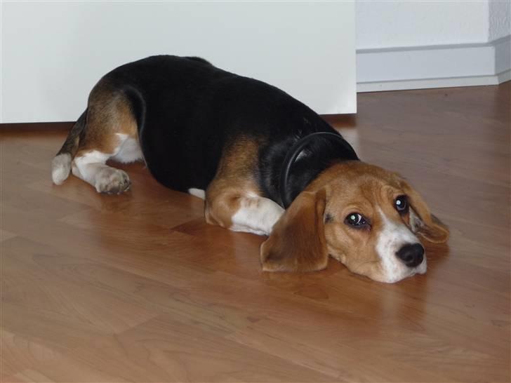 Beagle Rosa - 5 mdr. gammel billede 20