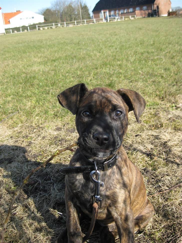 Blanding af racer Kita - Hej jeg hedder Kita:) Velkommen til in profil billede 1