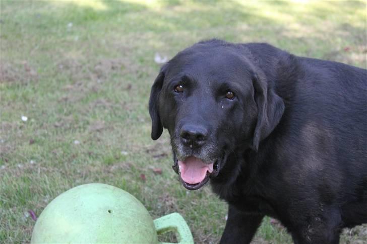 Labrador retriever Walder (Rest in Peace) - Man bliver aldrig for gammel til at lege billede 7