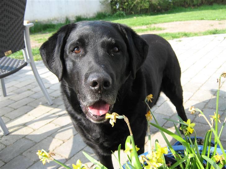 Labrador retriever Walder (Rest in Peace) - Påske. billede 8