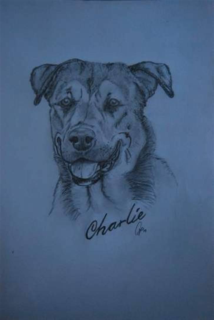 Blanding af racer Charlie *RIP* billede 8