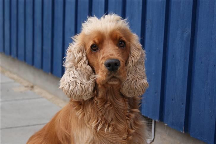 Cocker spaniel Zuma *Bamse* .<33' - Velkommen til Zuma´s profil ^.^  billede 1