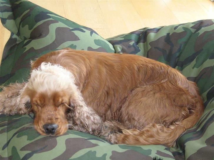 Cocker spaniel Zuma *Bamse* .<33' - Lige kommet hjem fra en laaang tur på stranden, og er gået omkuld i vores fatboy xD foto: mig billede 3