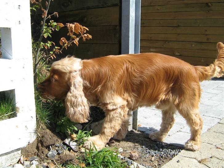 Cocker spaniel Zuma *Bamse* .<33' - Min far har klippet ham med en køkkensaks fordi at han begyndte at filtre under maven /; han pev heletiden og vi kunne ikke få tid hos hundetrimmeren :s  billede 4