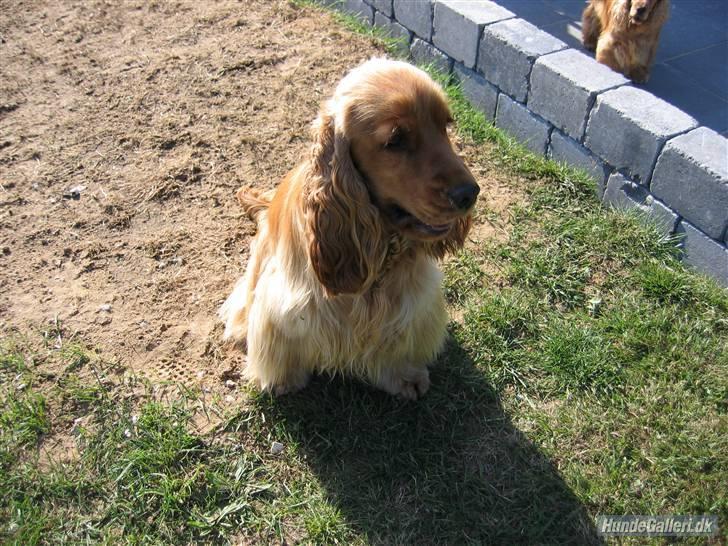 Cocker spaniel Zuma *Bamse* .<33' - Sommer hunden (sidste år) billede 5