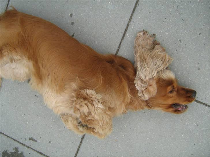 Cocker spaniel Zuma *Bamse* .<33' - Ruller, på komando :) billede 6