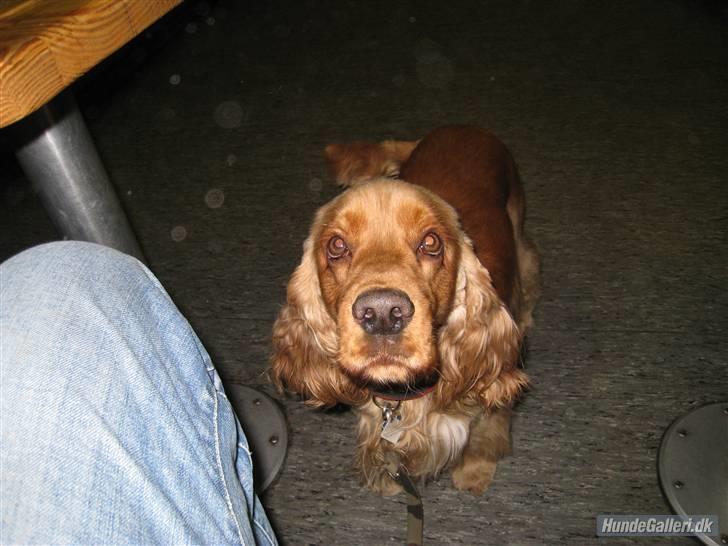 Cocker spaniel Zuma *Bamse* .<33' - På hundested/Rørvig færgen billede 7