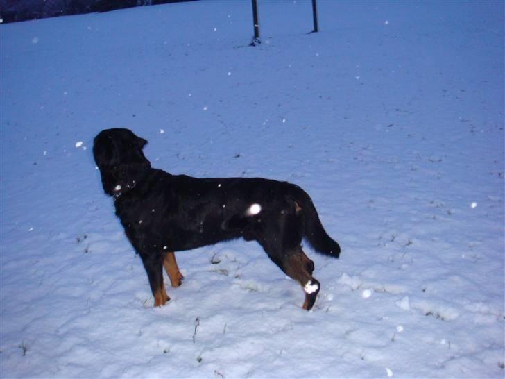 Rottweiler Jacko  *solgt* billede 10