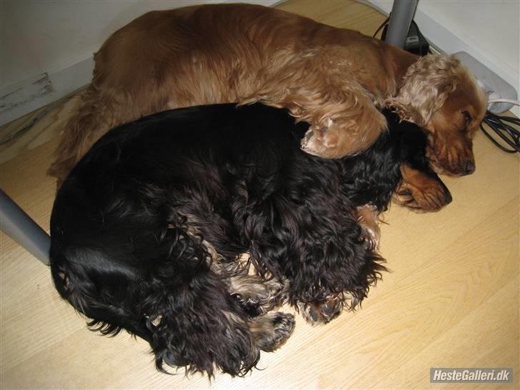 Cocker spaniel Zuma *Bamse* .<33' - "I kan roligt la os være alene! Jeg skal nok passe på hende" :´) billede 9